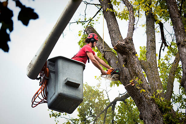 Best Firewood Processing and Delivery  in Forney, TX